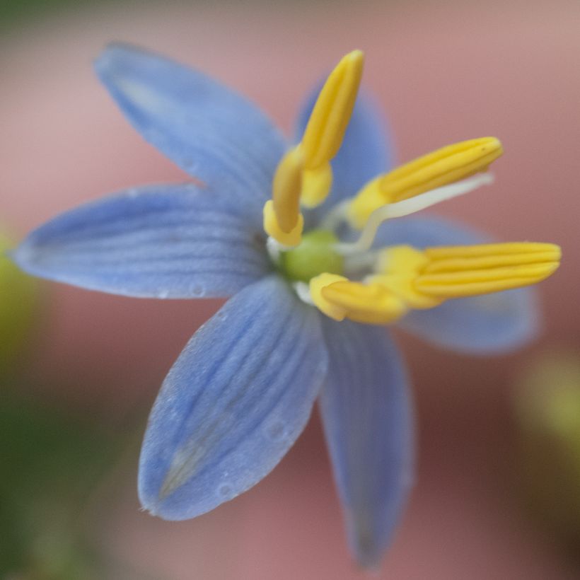 Dianella tasmanica (Floración)