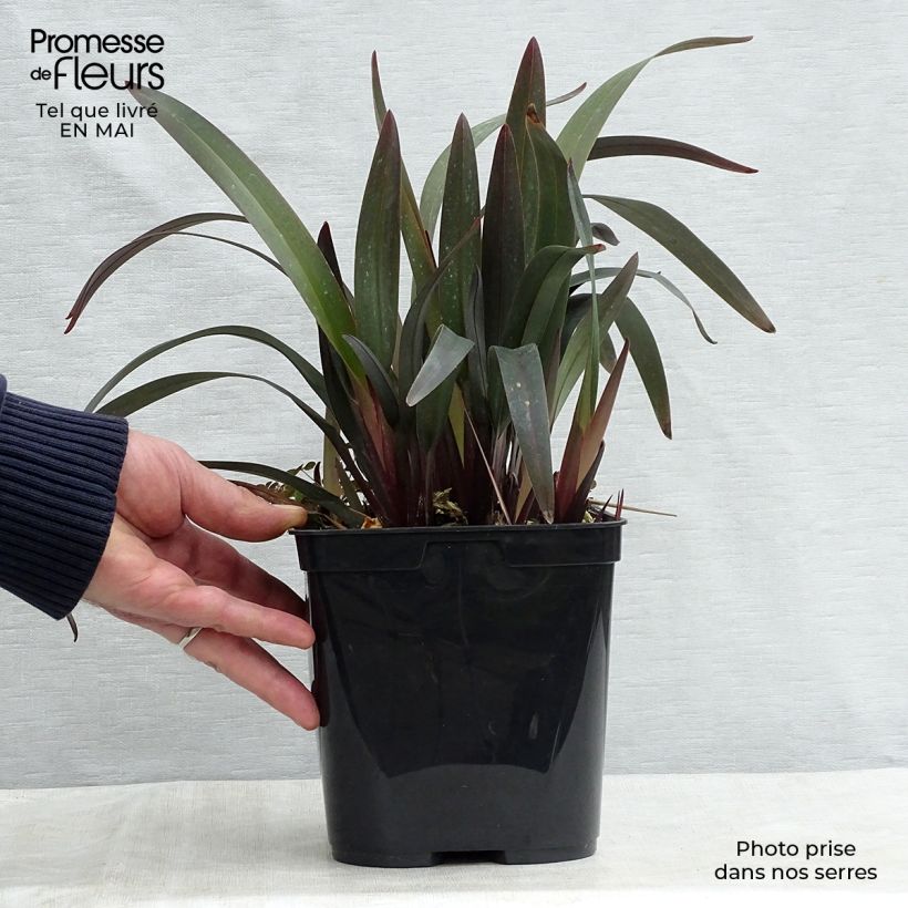 Dianella tasmanica Blaze Maceta 2L/3L Ejemplar entregado en la primavera