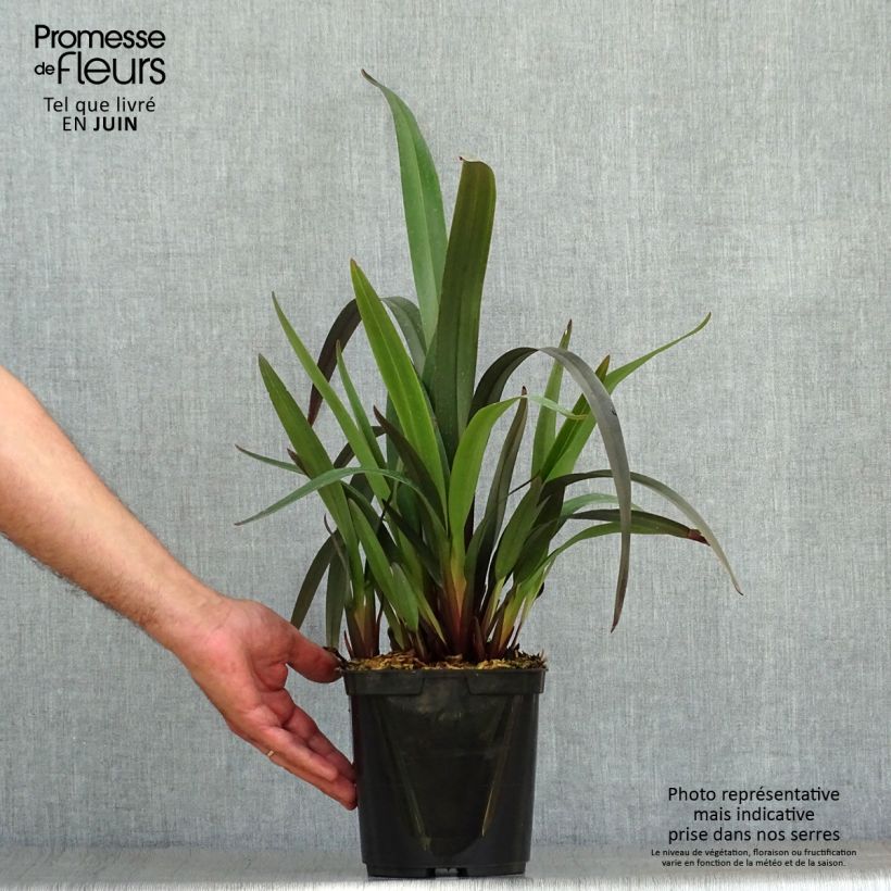 Ejemplar de Dianella tasmanica Blaze Maceta 2L/3L entregado en verano