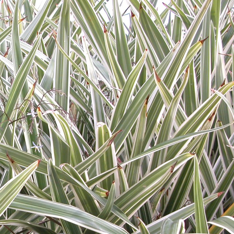 Dianella tasmanica Variegata (Follaje)
