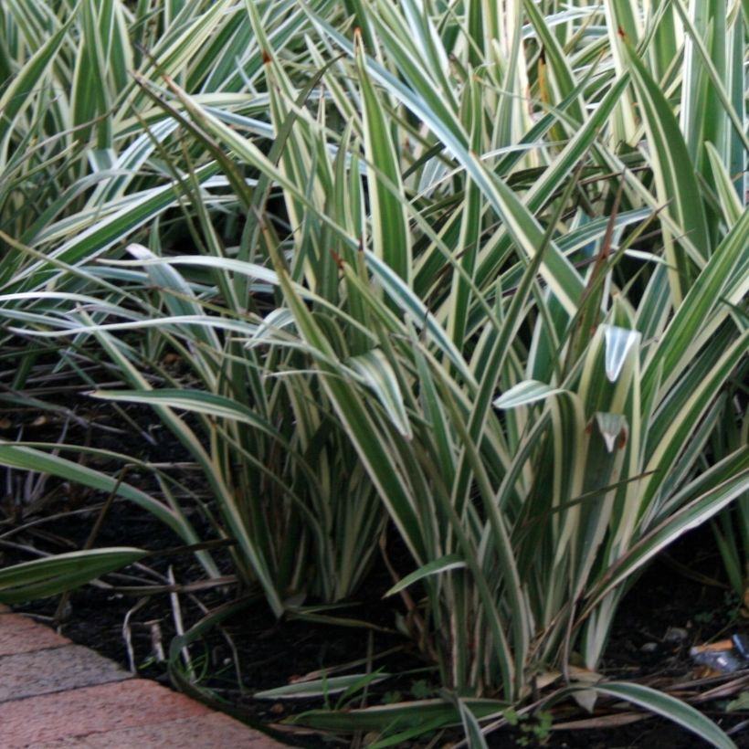 Dianella tasmanica Variegata (Porte)
