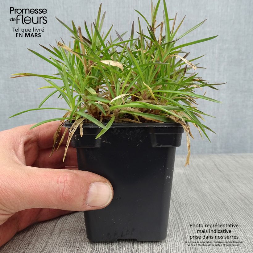 Dianthus Evening Star - Clavel Maceta de 7/8 cm Ejemplar entregado en invierno