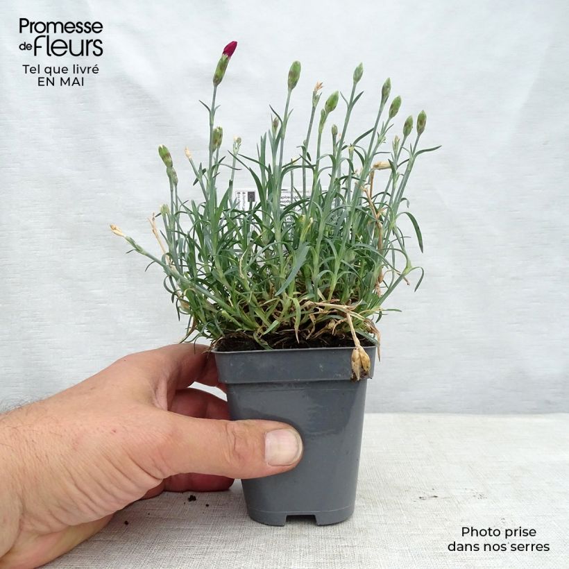 Dianthus alwoodii Fusilier Maceta de 8/9 cm Ejemplar entregado en la primavera