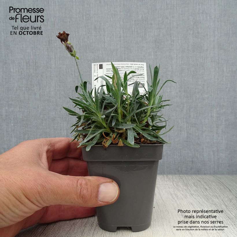 Ejemplar de Dianthus Pop Star - Clavel Maceta de 8/9 cm entregado en otoño