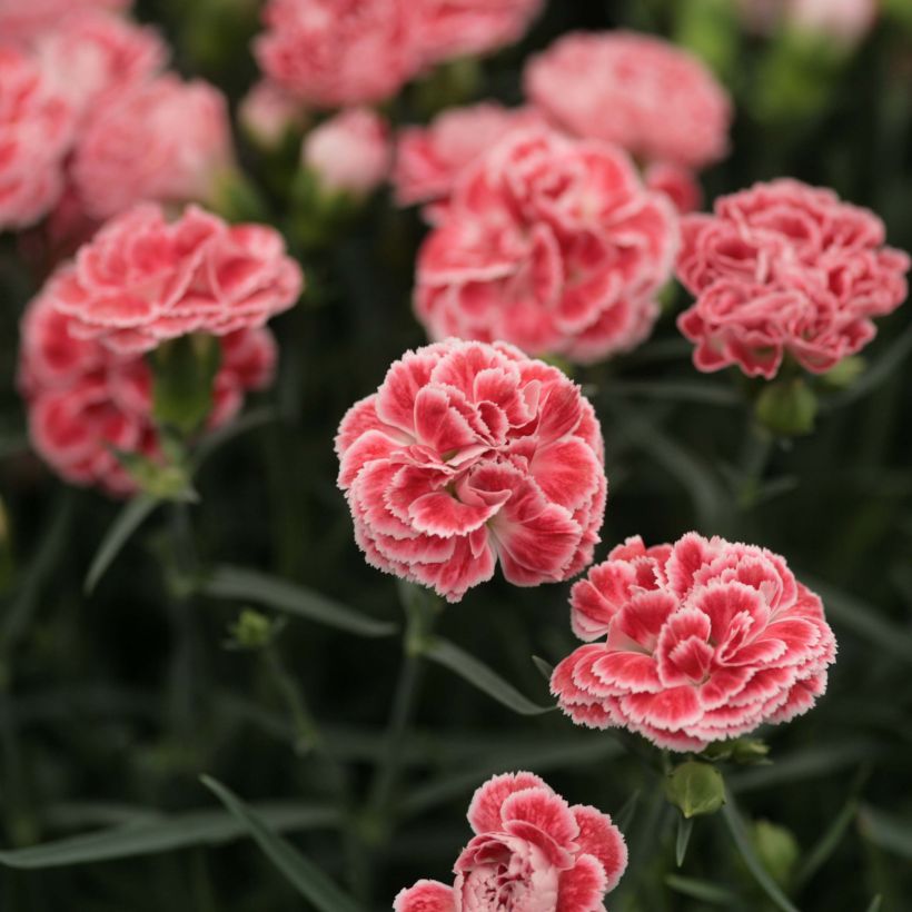 Clavel coronado Scent First Coral Reef - Dianthus plumarius (Floración)