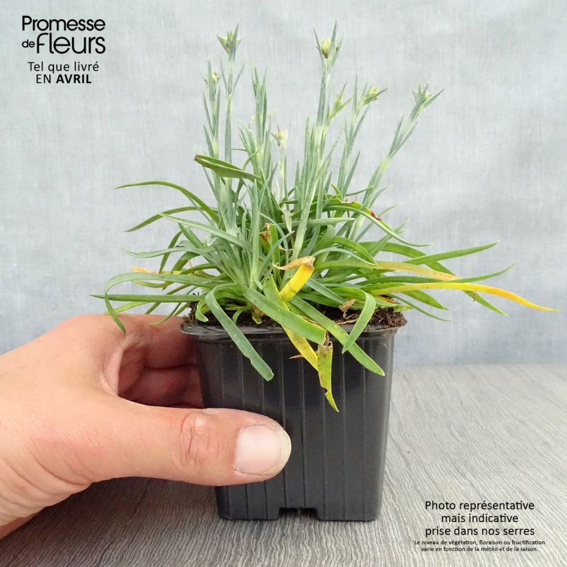 Clavel coronado Scent First Coral Reef - Dianthus plumarius Maceta de 7/8 cm Ejemplar entregado en la primavera