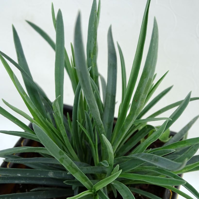 Clavel coronado Scent First Coral Reef - Dianthus plumarius (Follaje)