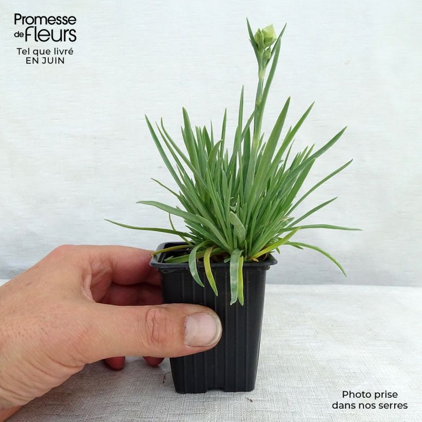 Ejemplar de Clavel coronado Scent First Coral Reef - Dianthus plumarius Maceta de 7/8 cm entregado en verano