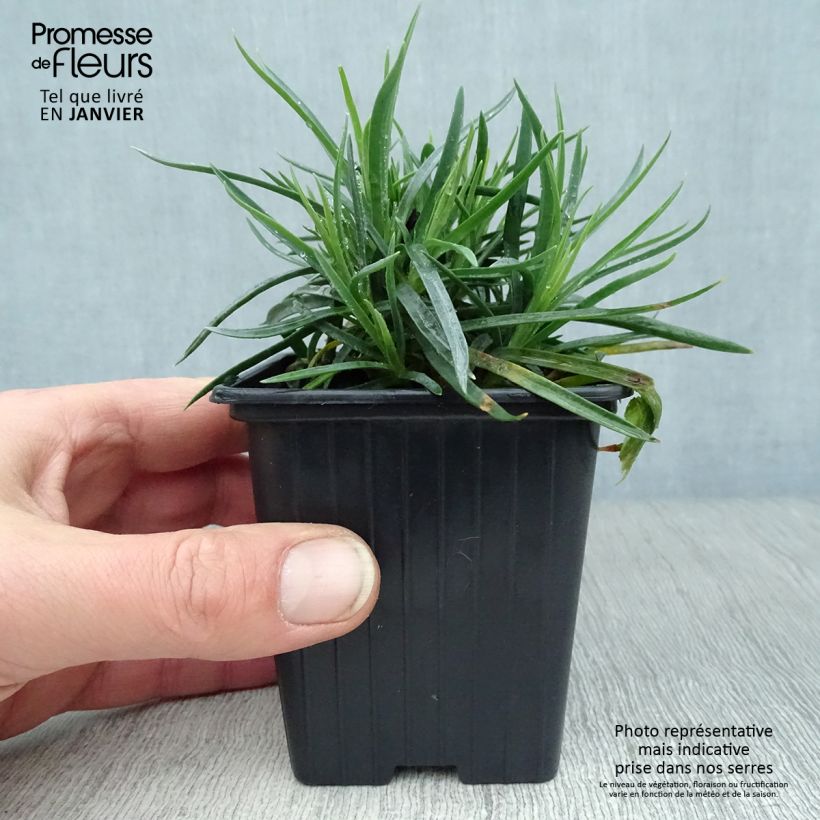 Clavel coronado Scent First Coral Reef - Dianthus plumarius Maceta de 7/8 cm Ejemplar entregado en invierno