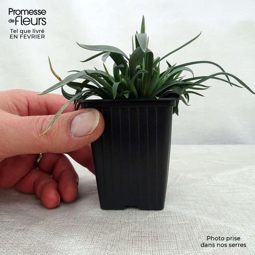 Clavel coronado Scent First Sugar Plum - Dianthus plumarius Maceta de 7/8 cm Ejemplar entregado en invierno