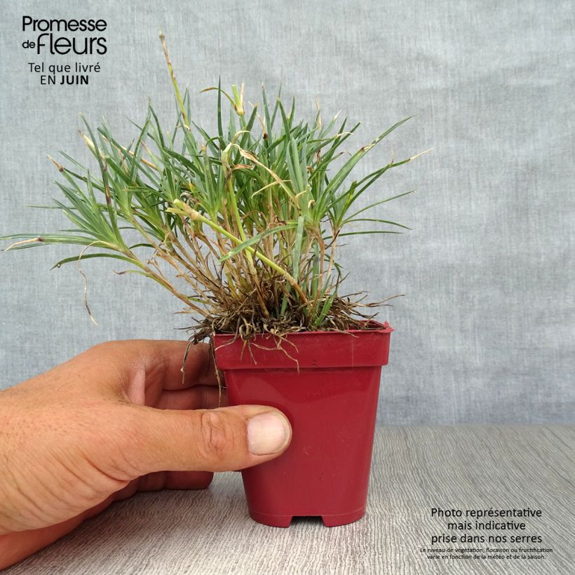 Ejemplar de Clavel coronado Scent First Tickled Pink - Dianthus plumarius Maceta de 7/8 cm entregado en verano