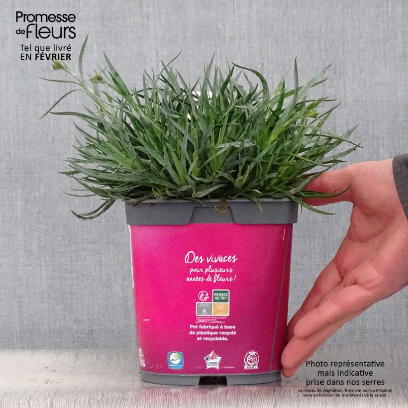 Clavel coronado Scent First Tickled Pink - Dianthus plumarius Maceta 2L/3L Ejemplar entregado en invierno