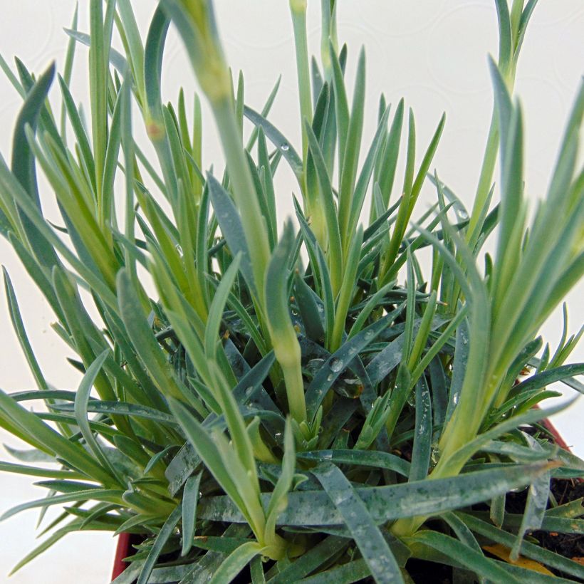 Clavel coronado Scent First Tickled Pink - Dianthus plumarius (Follaje)