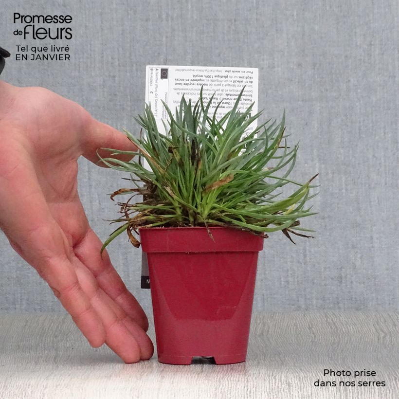 Clavel coronado Scent First Tickled Pink - Dianthus plumarius Maceta de 7/8 cm Ejemplar entregado en invierno