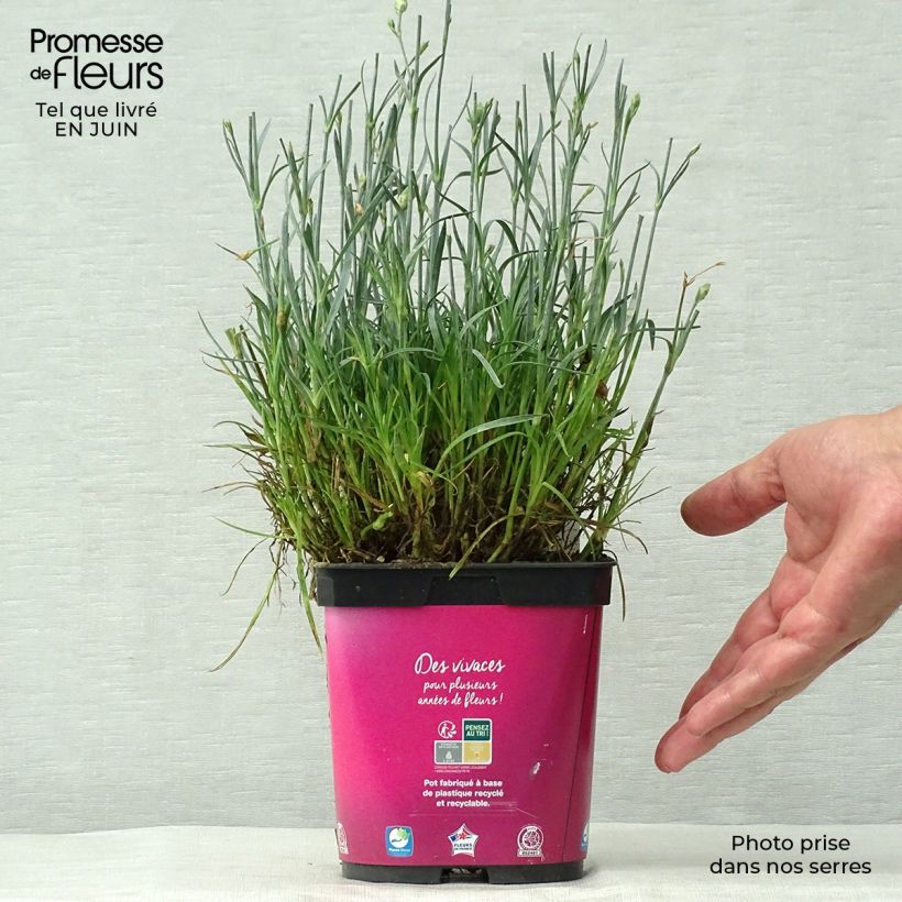 Ejemplar de Clavel coronado Scent First Tickled Pink - Dianthus plumarius Maceta 2L/3L entregado en verano