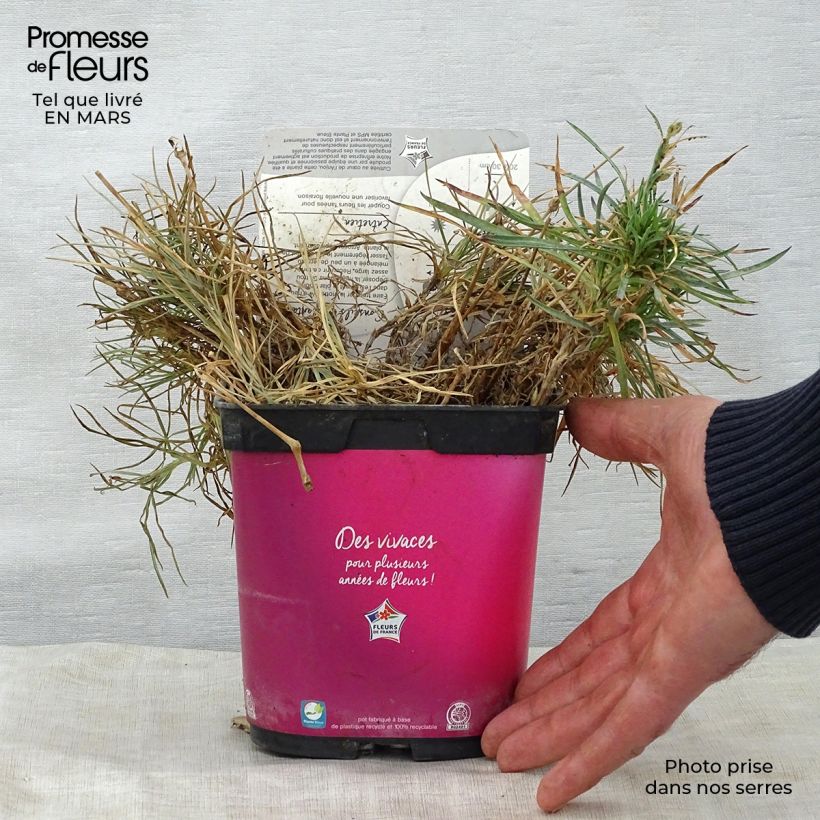 Clavel coronado Scent First Tickled Pink - Dianthus plumarius Maceta 2L/3L Ejemplar entregado en la primavera