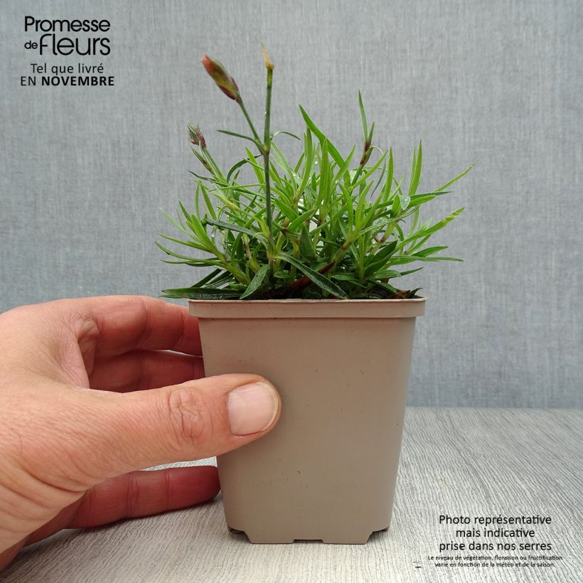 Ejemplar de Dianthus Vivid Bright Light - Clavel Maceta de 8/9 cm entregado en otoño
