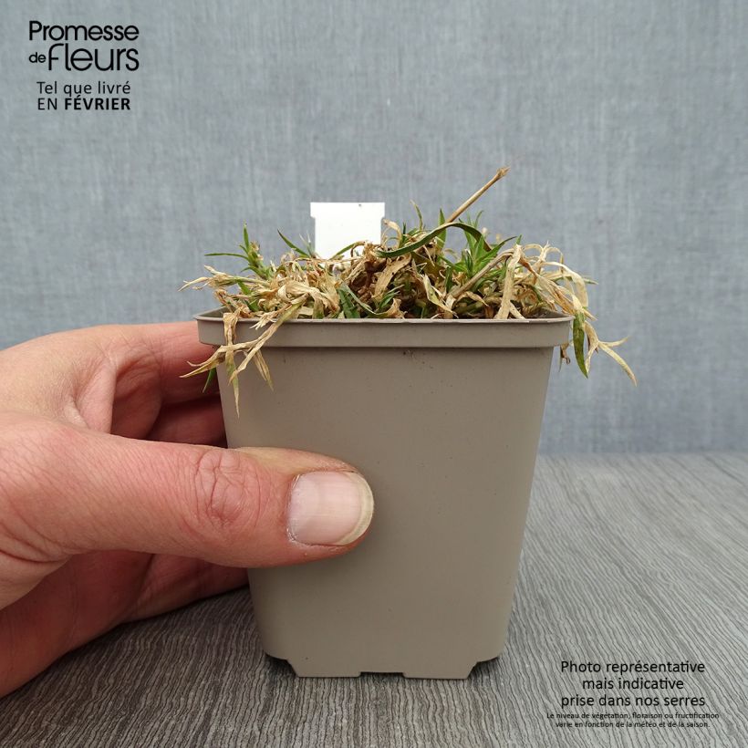 Dianthus Vivid Bright Light - Clavel Maceta de 8/9 cm Ejemplar entregado en invierno