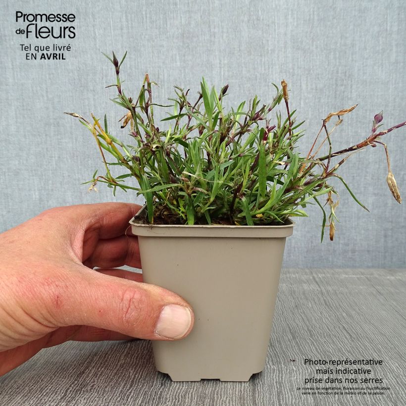 Dianthus Vivid Bright Light - Clavel Maceta de 8/9 cm Ejemplar entregado en la primavera