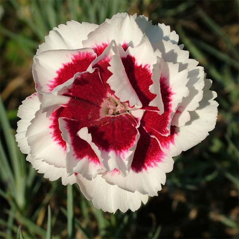 Dianthus allwoodii Alice (Floración)