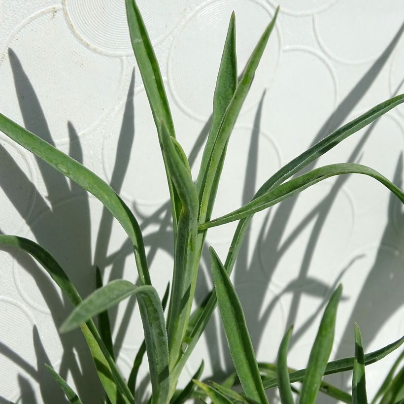 Dianthus allwoodii Alice (Follaje)