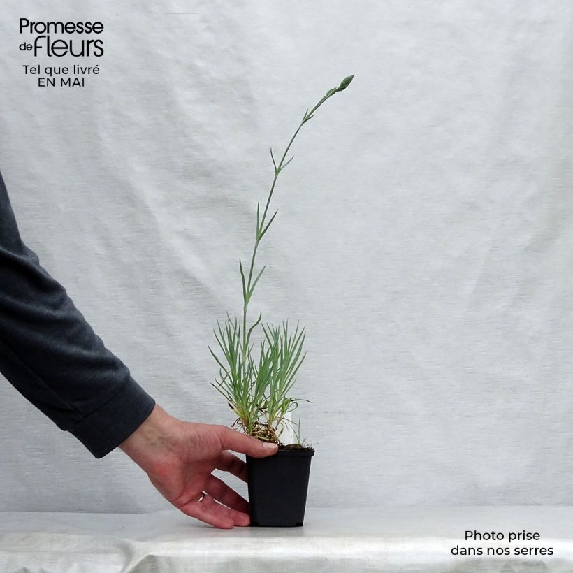 Dianthus allwoodii Alice Maceta de 8/9 cm Ejemplar entregado en la primavera