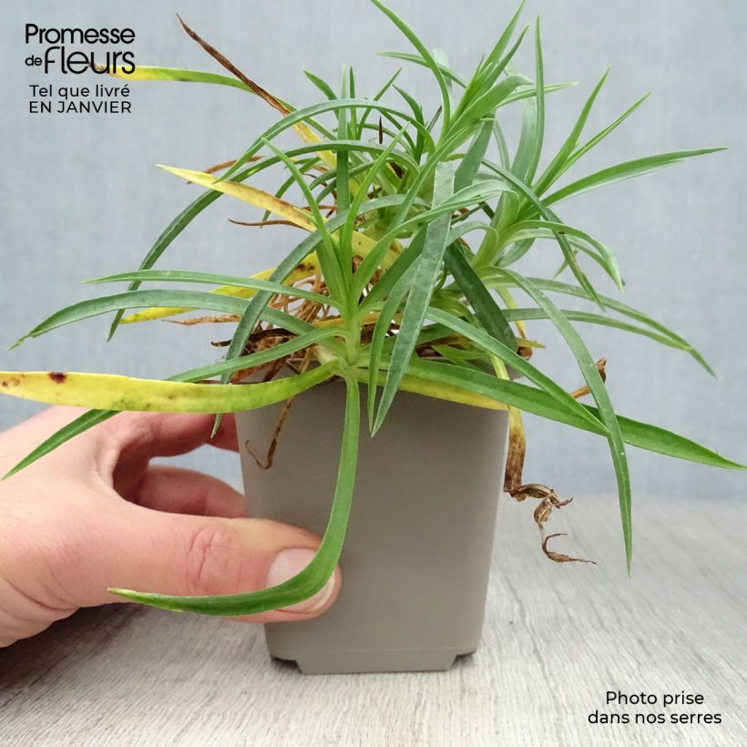 Dianthus allwoodii Alice Maceta de 8/9 cm Ejemplar entregado en invierno