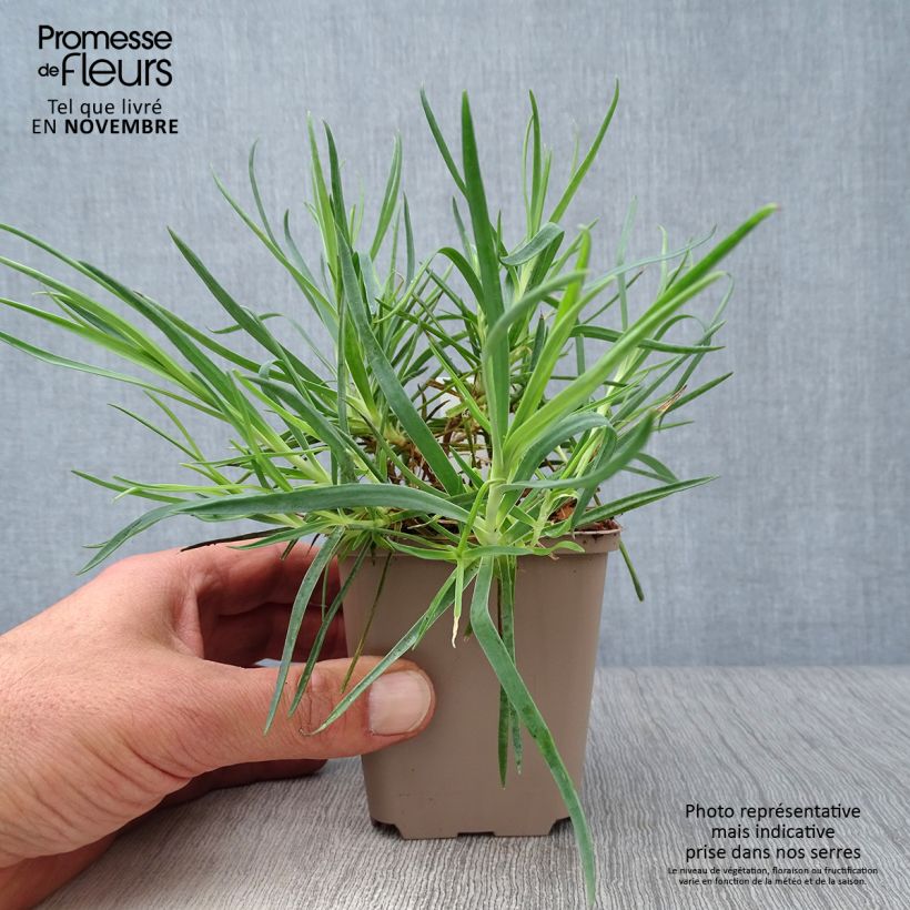 Ejemplar de Dianthus alwoodii Romeo Maceta de 8/9 cm entregado en otoño