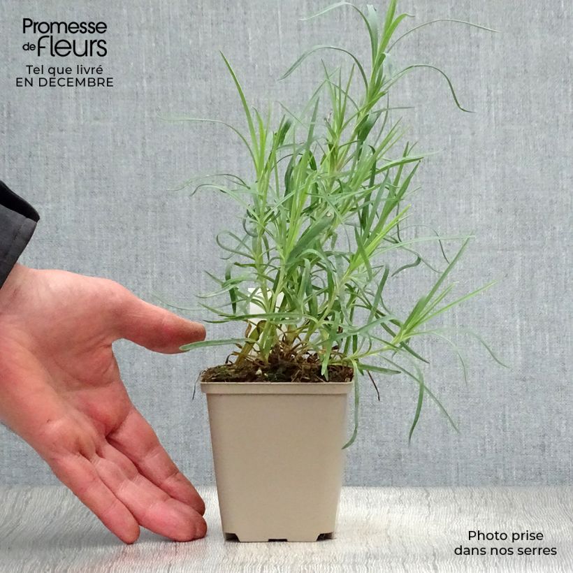 Dianthus alwoodii Romeo Maceta de 8/9 cm Ejemplar entregado en invierno