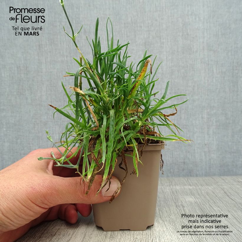 Dianthus alwoodii Romeo Maceta de 8/9 cm Ejemplar entregado en la primavera