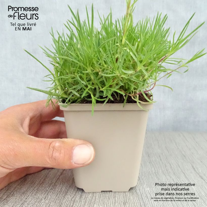 Dianthus arenarius - Clavel Maceta de 8/9 cm Ejemplar entregado en la primavera