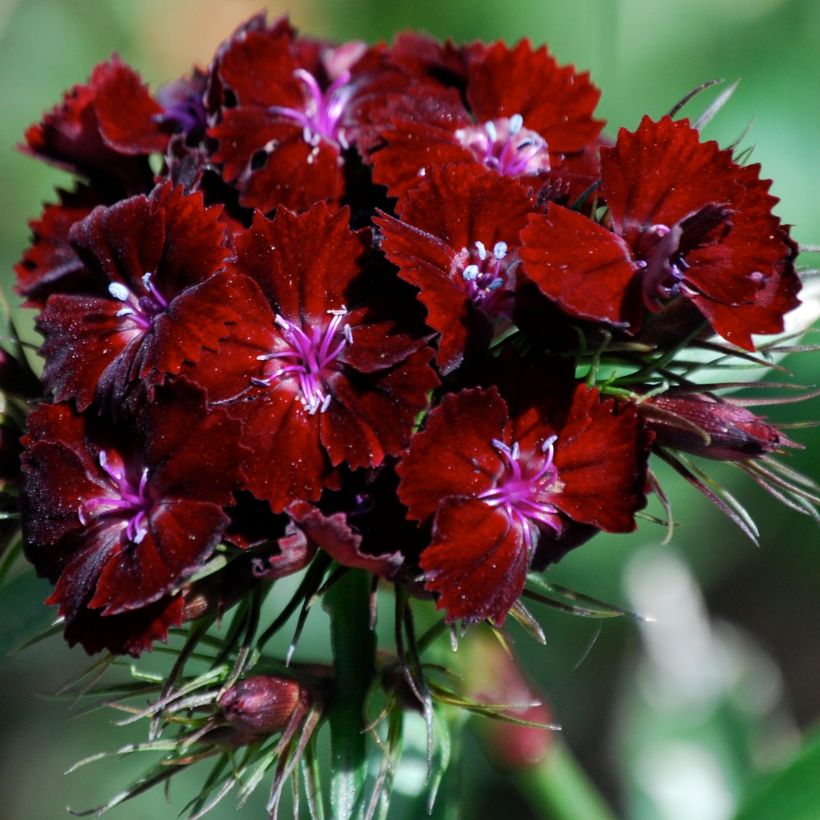 Clavel del poeta Oeschberg - Dianthus barbatus (Floración)