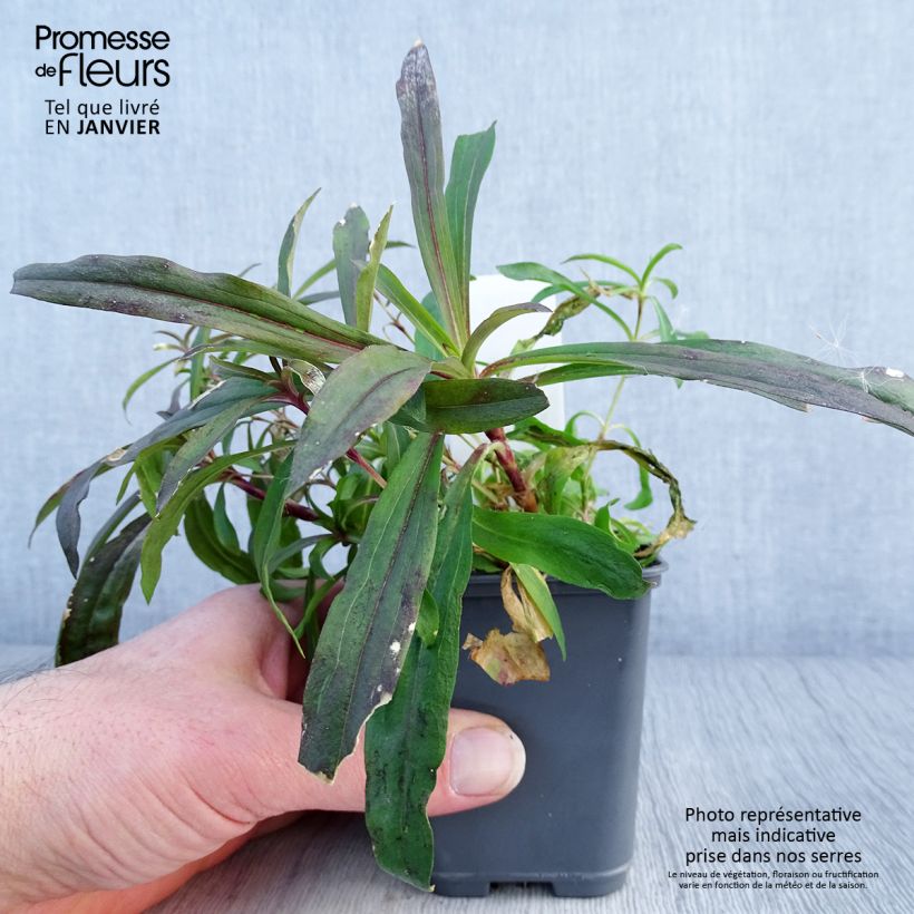 Clavel del poeta Oeschberg - Dianthus barbatus Maceta de 8/9 cm Ejemplar entregado en invierno