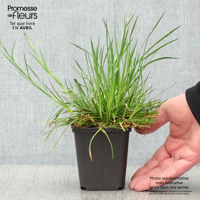 Clavelina de los cartujos - Dianthus carthusianorum Maceta de 8/9 cm Ejemplar entregado en la primavera