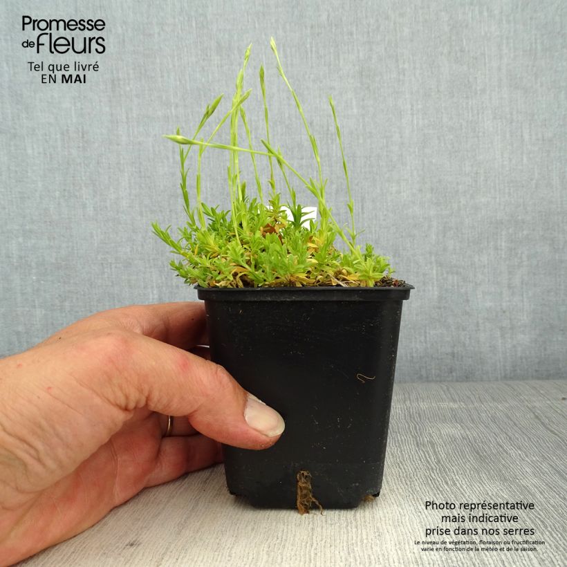 Clavellina - Dianthus deltoides Arctic Fire Maceta de 8/9 cm Ejemplar entregado en la primavera