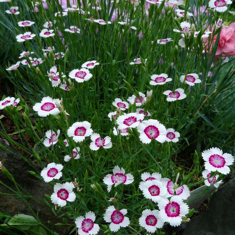 Clavellina - Dianthus deltoides Arctic Fire (Porte)