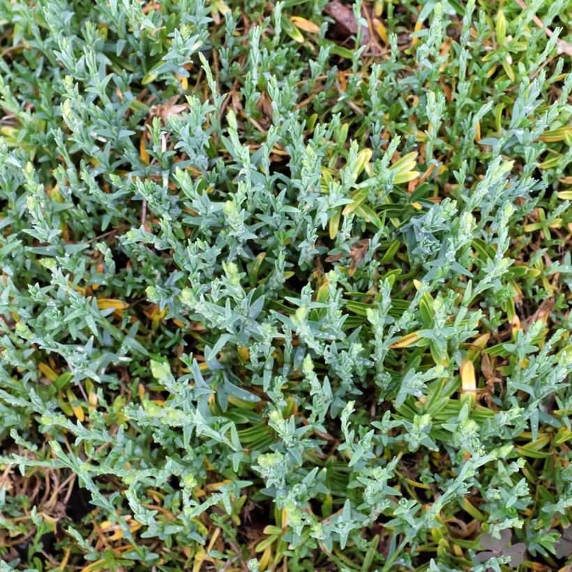 Clavellina - Dianthus deltoides Arctic Fire (Follaje)