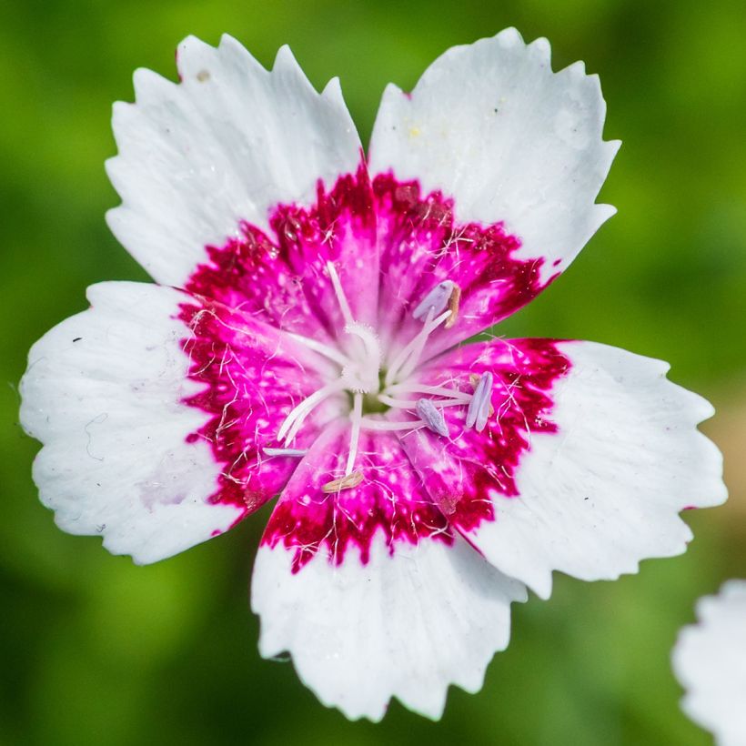 Clavellina - Dianthus deltoides Arctic Fire (Floración)
