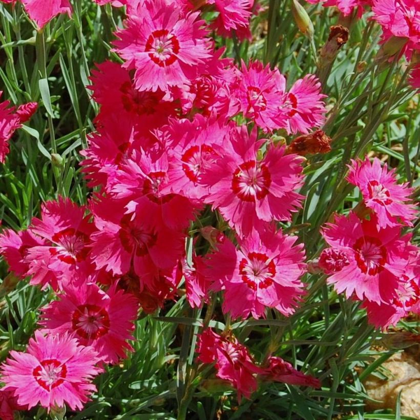 Clavellina - Dianthus deltoides Brillant (Floración)