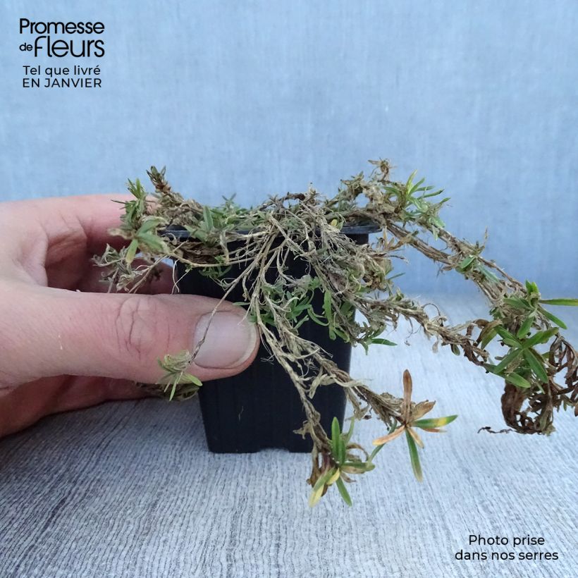 Clavellina - Dianthus deltoides Brillant Maceta de 7/8 cm Ejemplar entregado en invierno