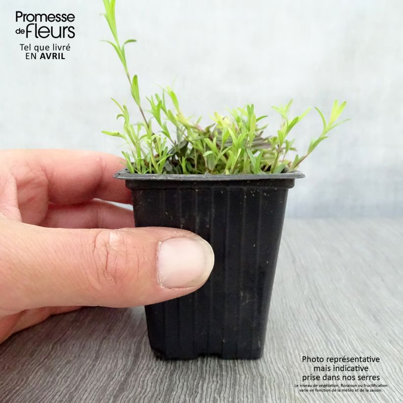 Clavellina - Dianthus deltoides Brillant Maceta de 7/8 cm Ejemplar entregado en la primavera