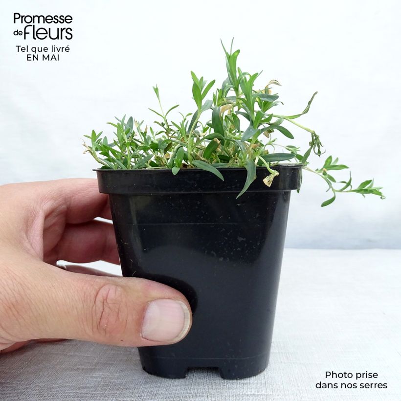 Clavellina - Dianthus deltoides Rosea Maceta de 8/9 cm Ejemplar entregado en la primavera