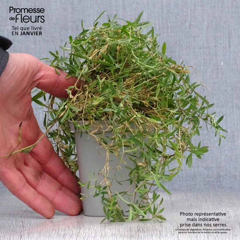 Clavellina - Dianthus deltoides Rosea Maceta de 8/9 cm Ejemplar entregado en invierno