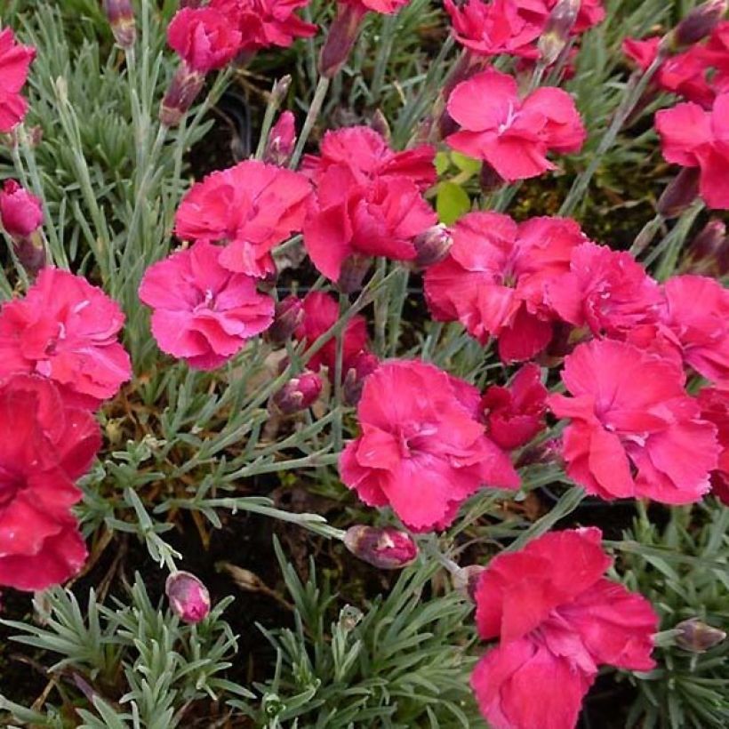 Dianthus gratianopolitanus Bombardier - Clavel  (Floración)