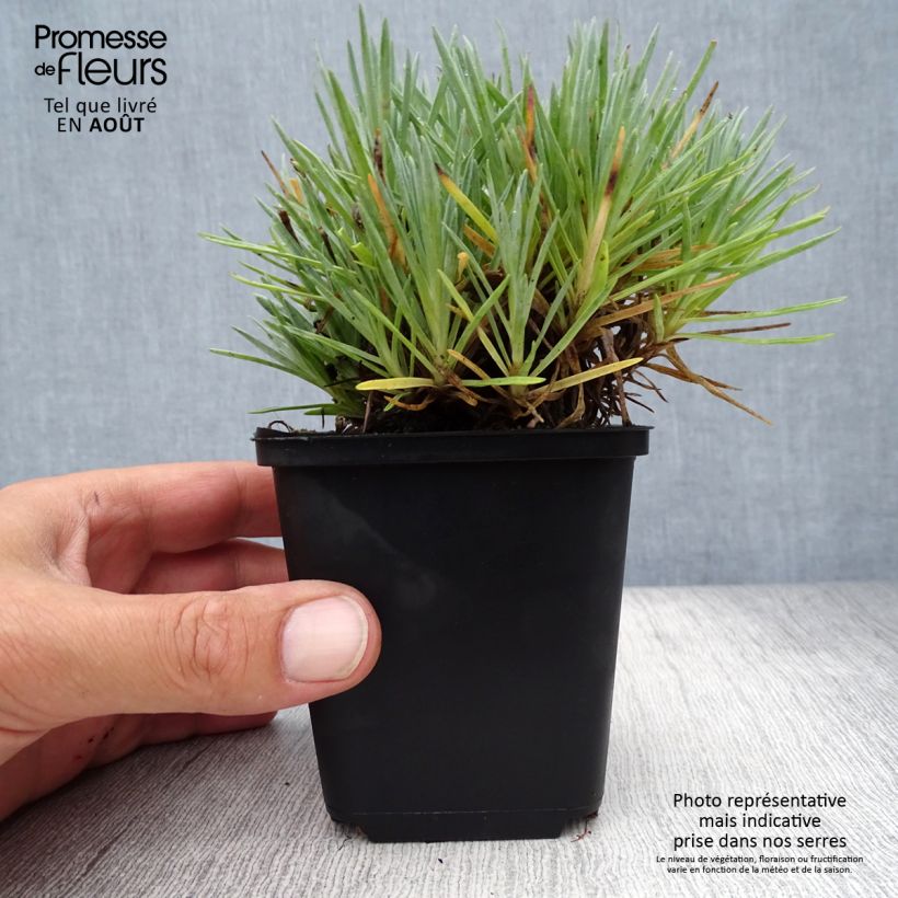 Ejemplar de Dianthus gratianopolitanus Bombardier - Clavel  Maceta de 8/9 cm entregado en verano