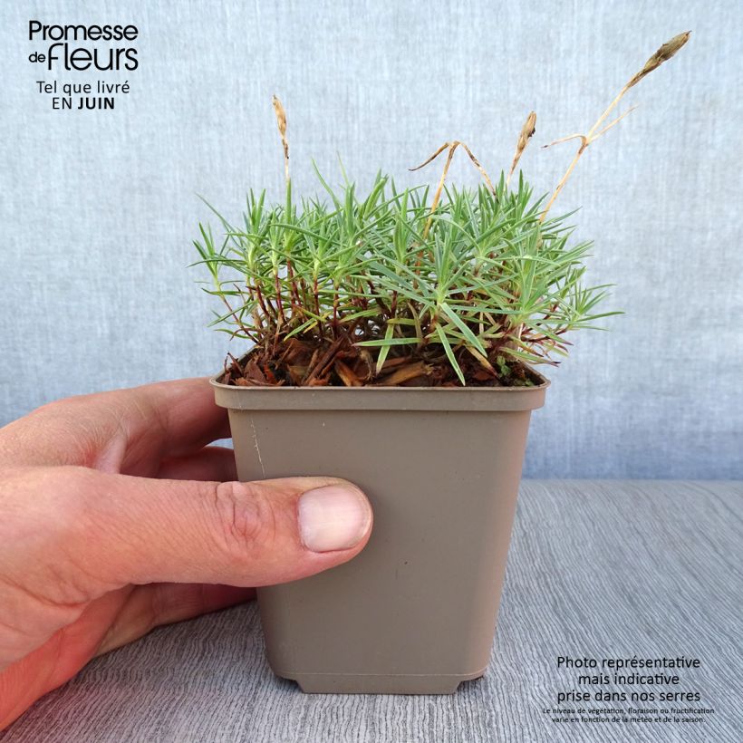 Ejemplar de Clavel - Dianthus gratianopolitanus Eydangeri Maceta de 8/9 cm entregado en verano