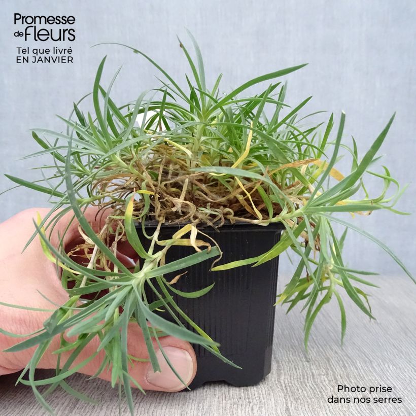 Clavel - Dianthus gratianopolitanus Eydangeri Maceta de 8/9 cm Ejemplar entregado en invierno