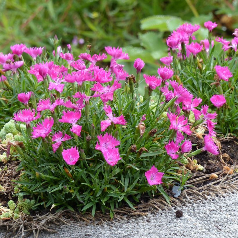 Clavel - Dianthus gratianopolitanus Kahori (Porte)