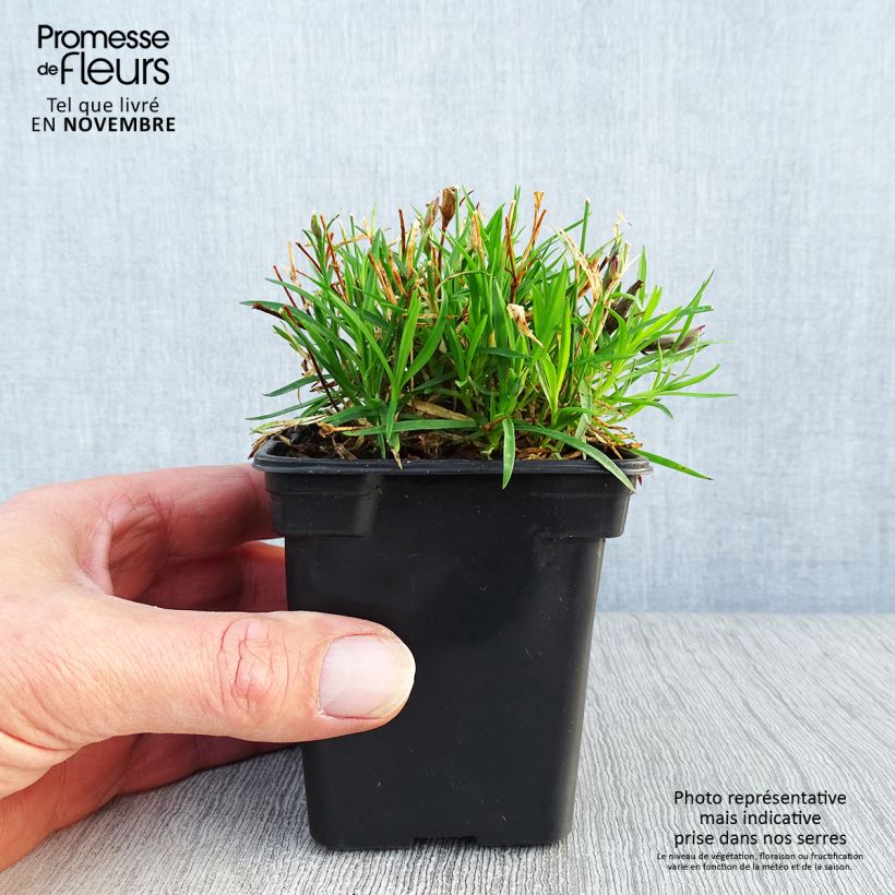 Ejemplar de Clavel - Dianthus gratianopolitanus Kahori Maceta de 7/8 cm entregado en otoño