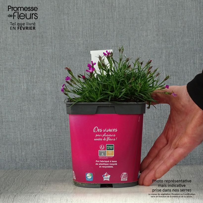 Clavel - Dianthus gratianopolitanus Kahori Maceta 2L/3L Ejemplar entregado en invierno